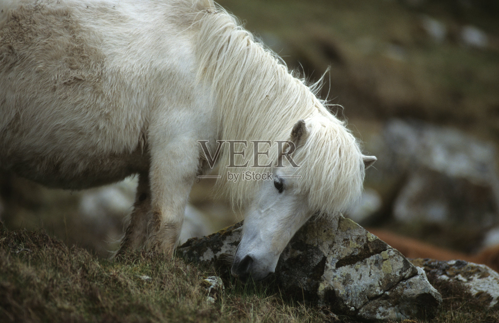 设得兰矮种马照片摄影图片