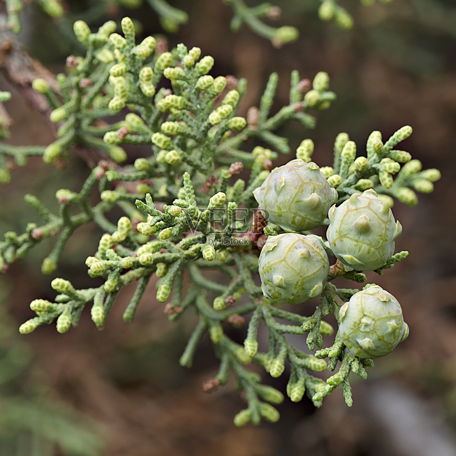 生长在智利中部安第斯山脉的蒙特雷柏树的未成熟球果照片摄影图片