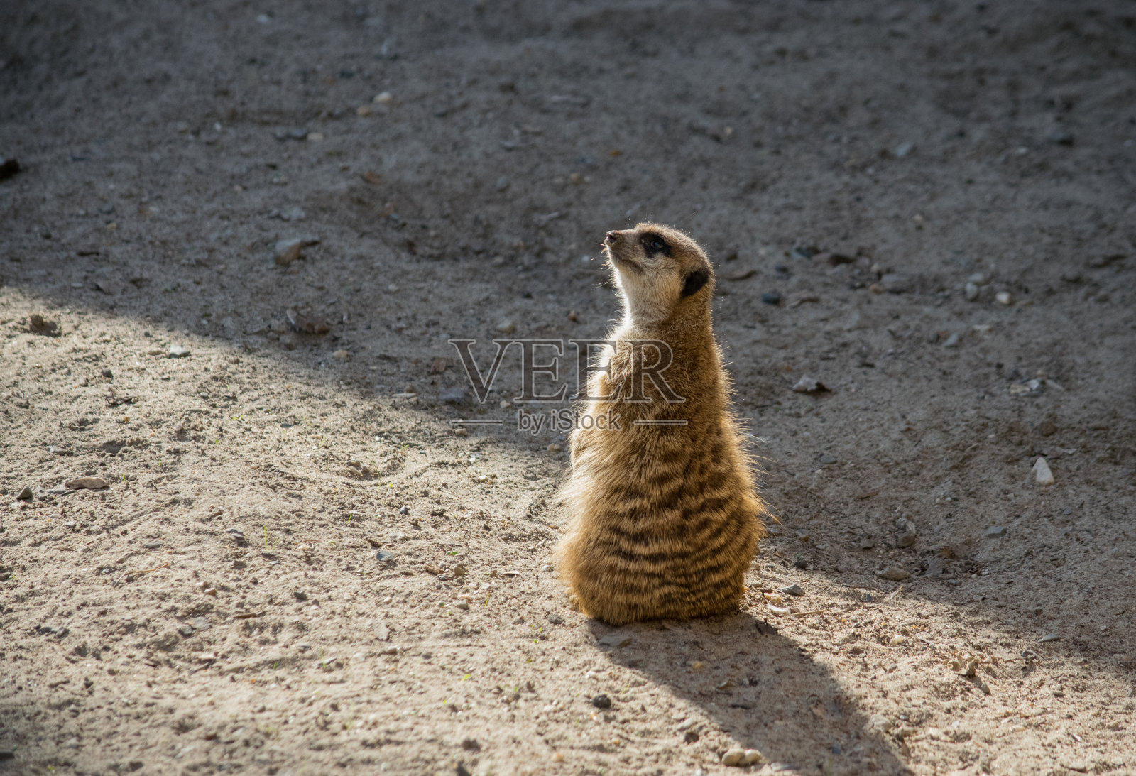 猫鼬照片摄影图片