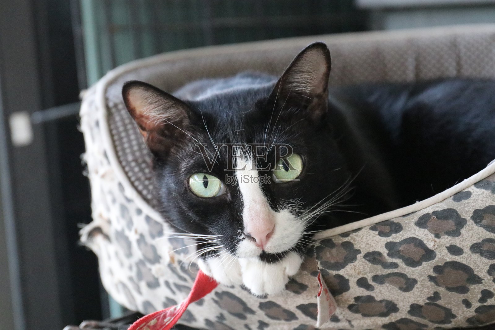 好奇的猫照片摄影图片