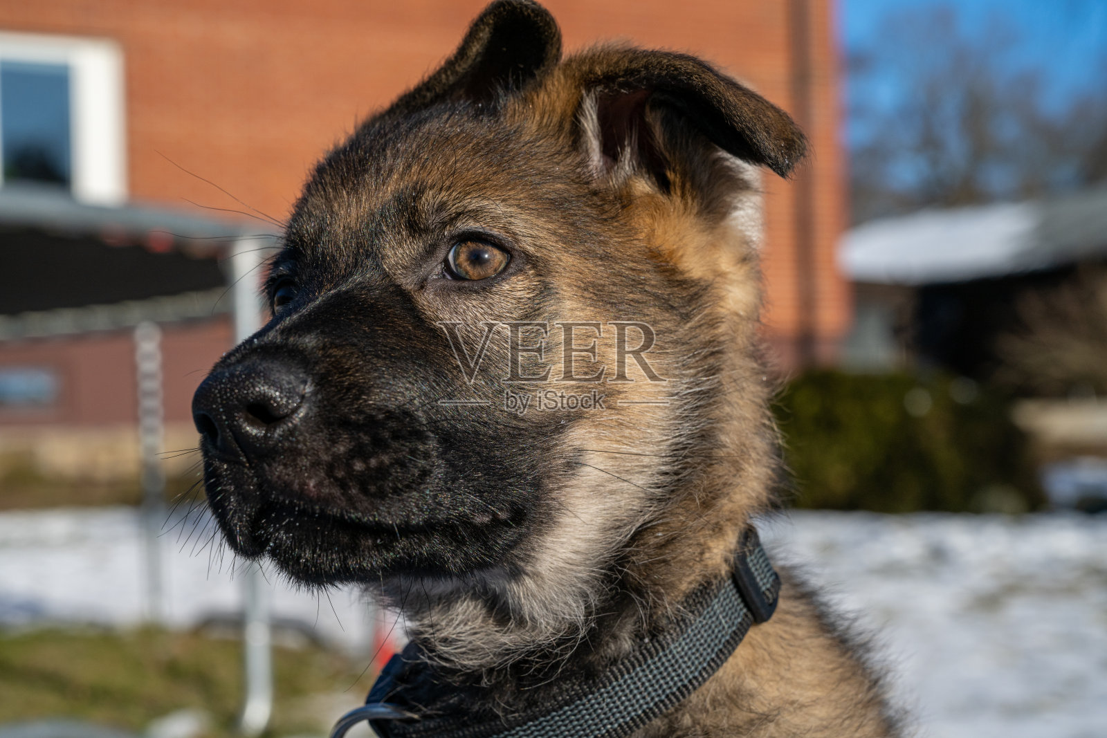 一张十周大的德国牧羊犬小狗的特写照片。照片摄影图片