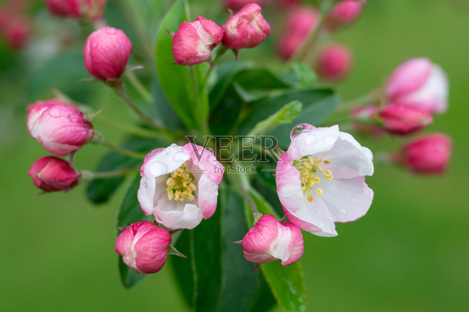 苹果树的花在春天开花照片摄影图片
