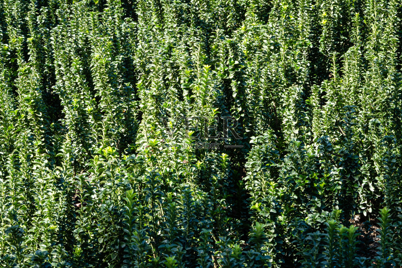 罗马式的圆形剧场。在圆形剧场周围长有深绿色叶子的卫矛。优雅的背景。照片摄影图片