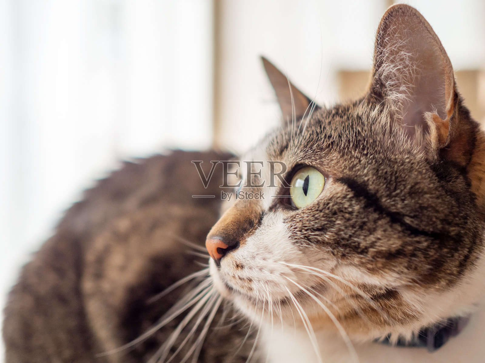 猫盯着照片摄影图片