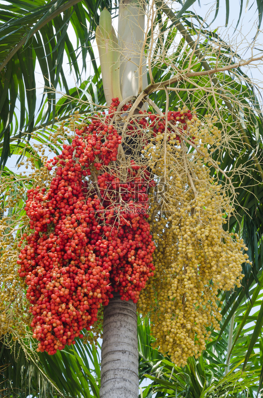 槟榔树。照片摄影图片