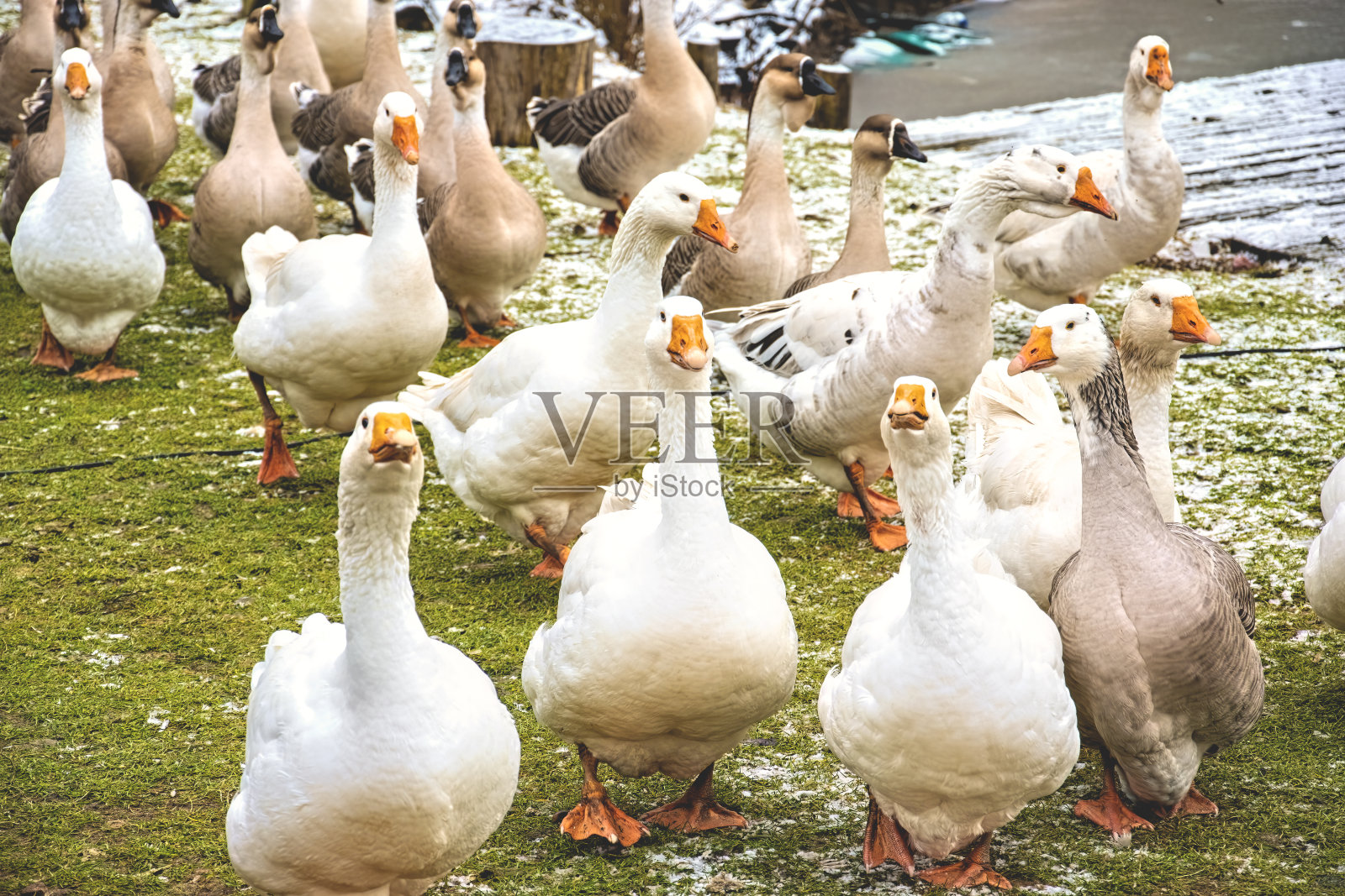 一群白色的家鹅照片摄影图片