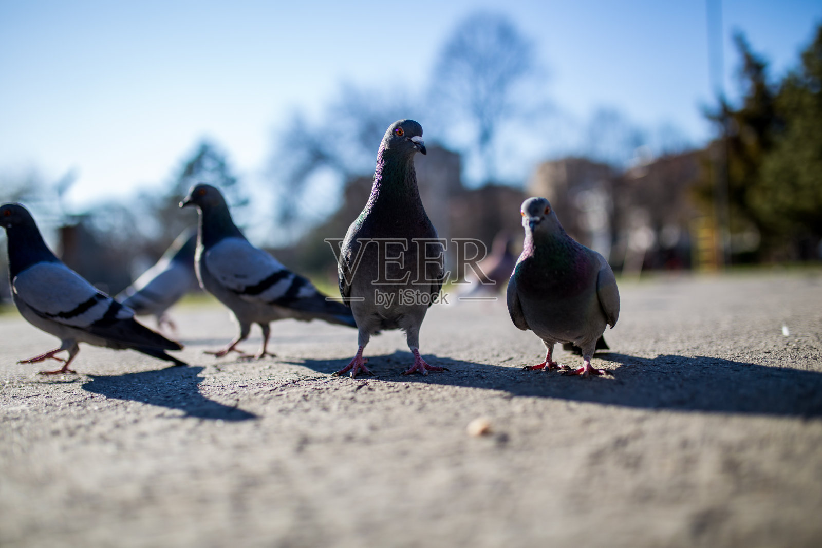鸽子喂食照片摄影图片