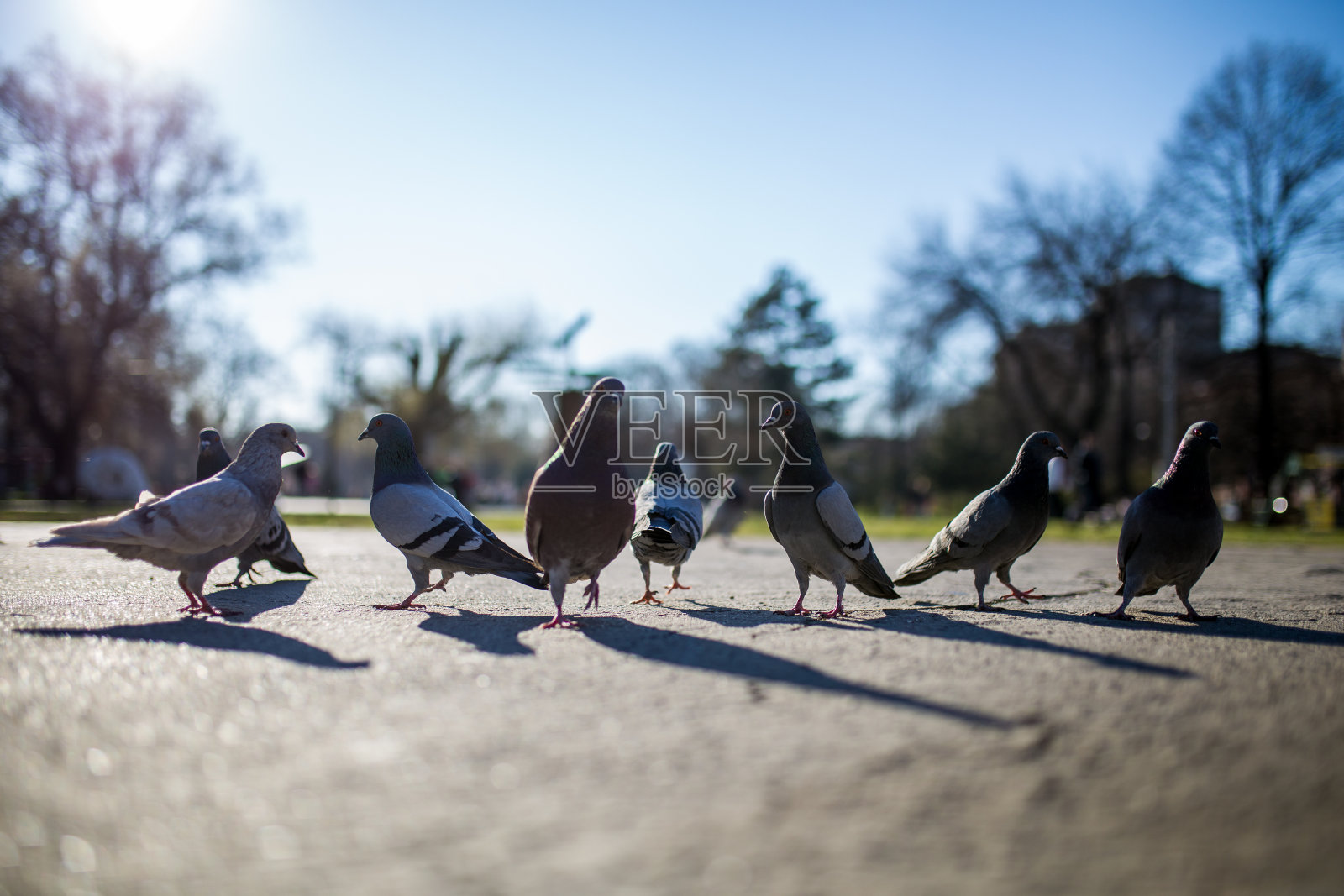 鸽子在公园里觅食照片摄影图片