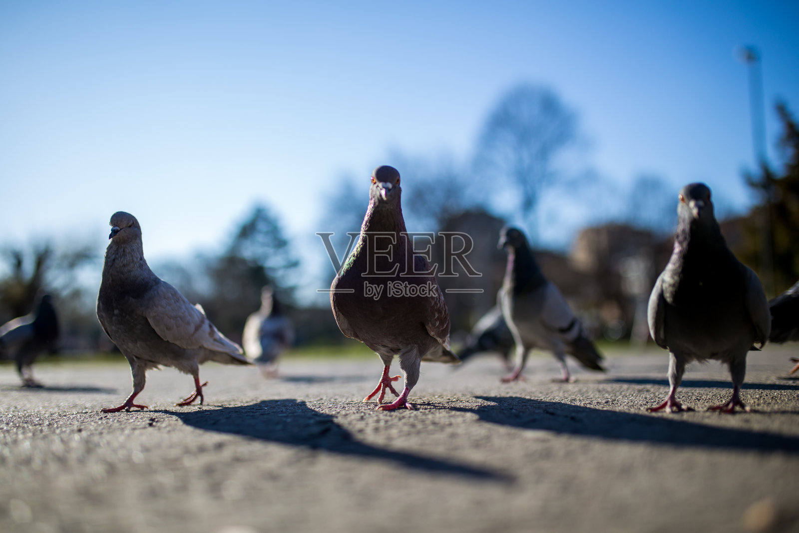 街上的鸽子照片摄影图片