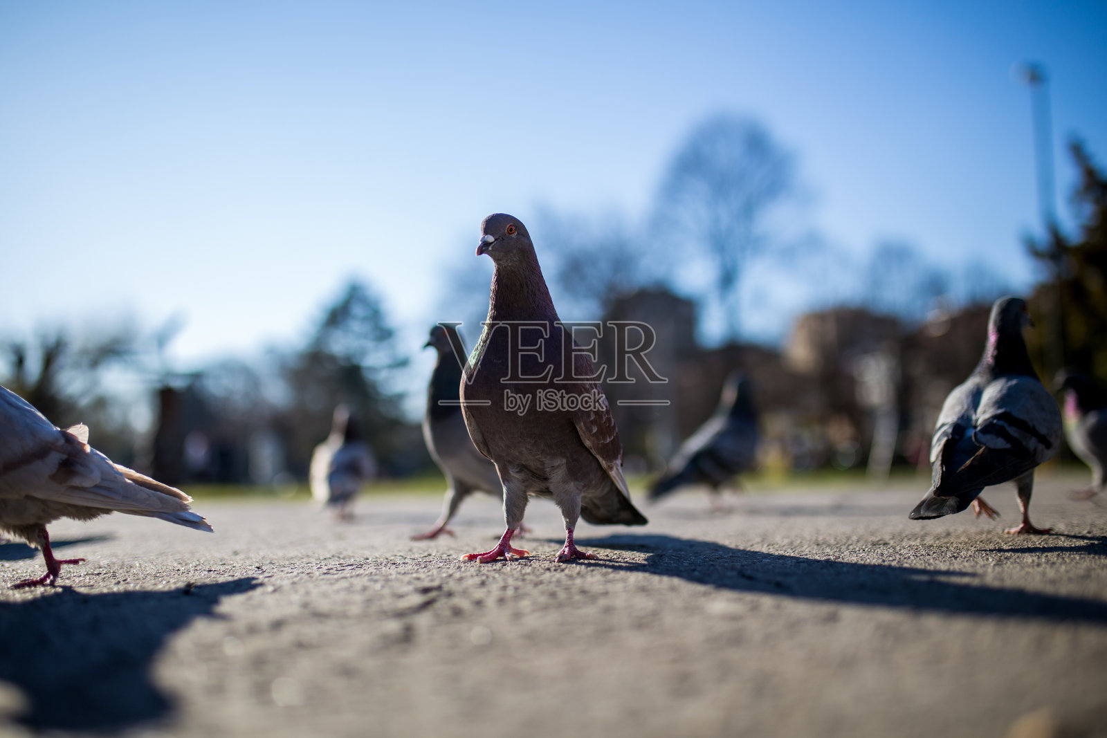 街上的鸽子照片摄影图片