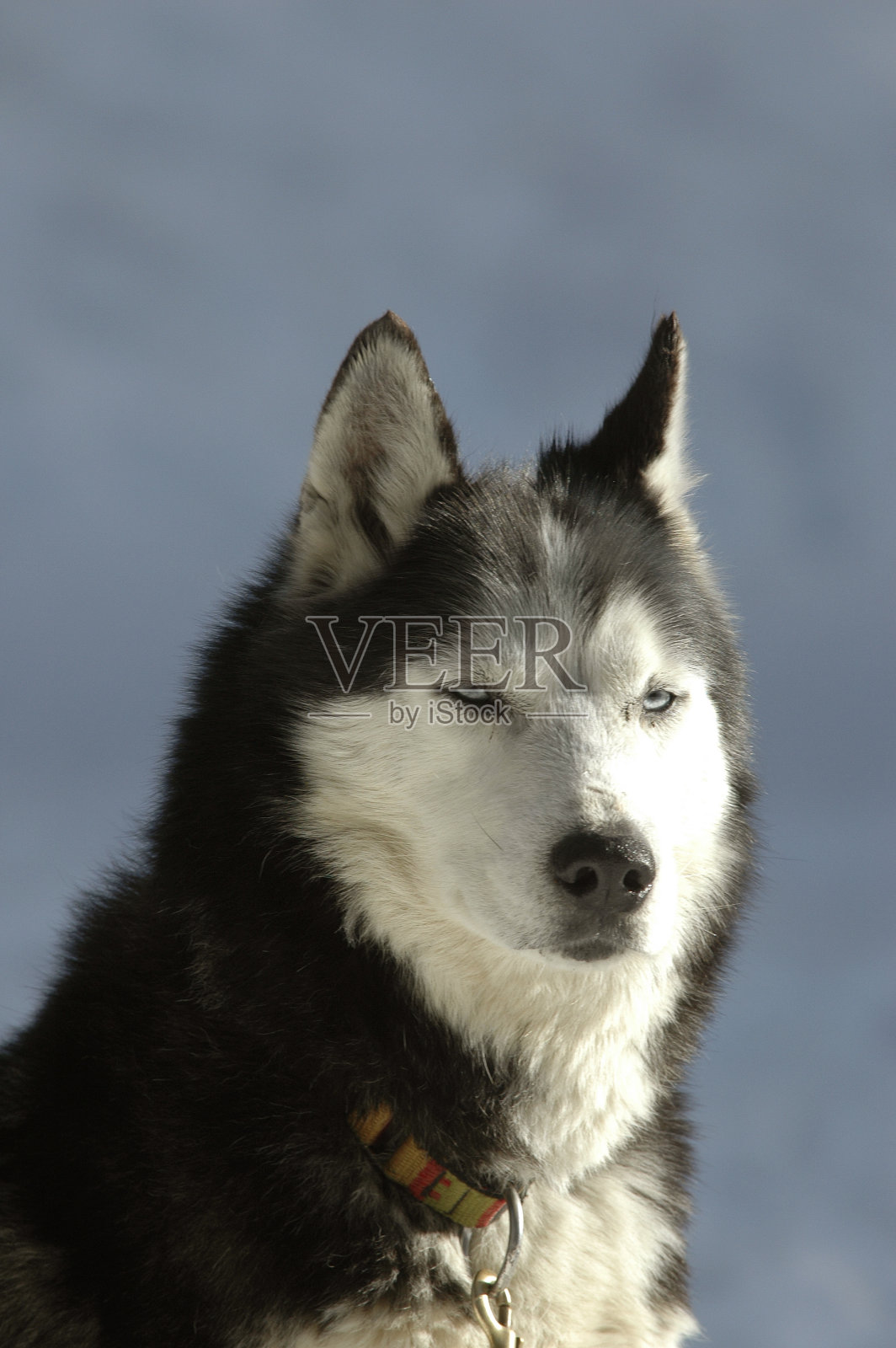 哈士奇狗照片摄影图片