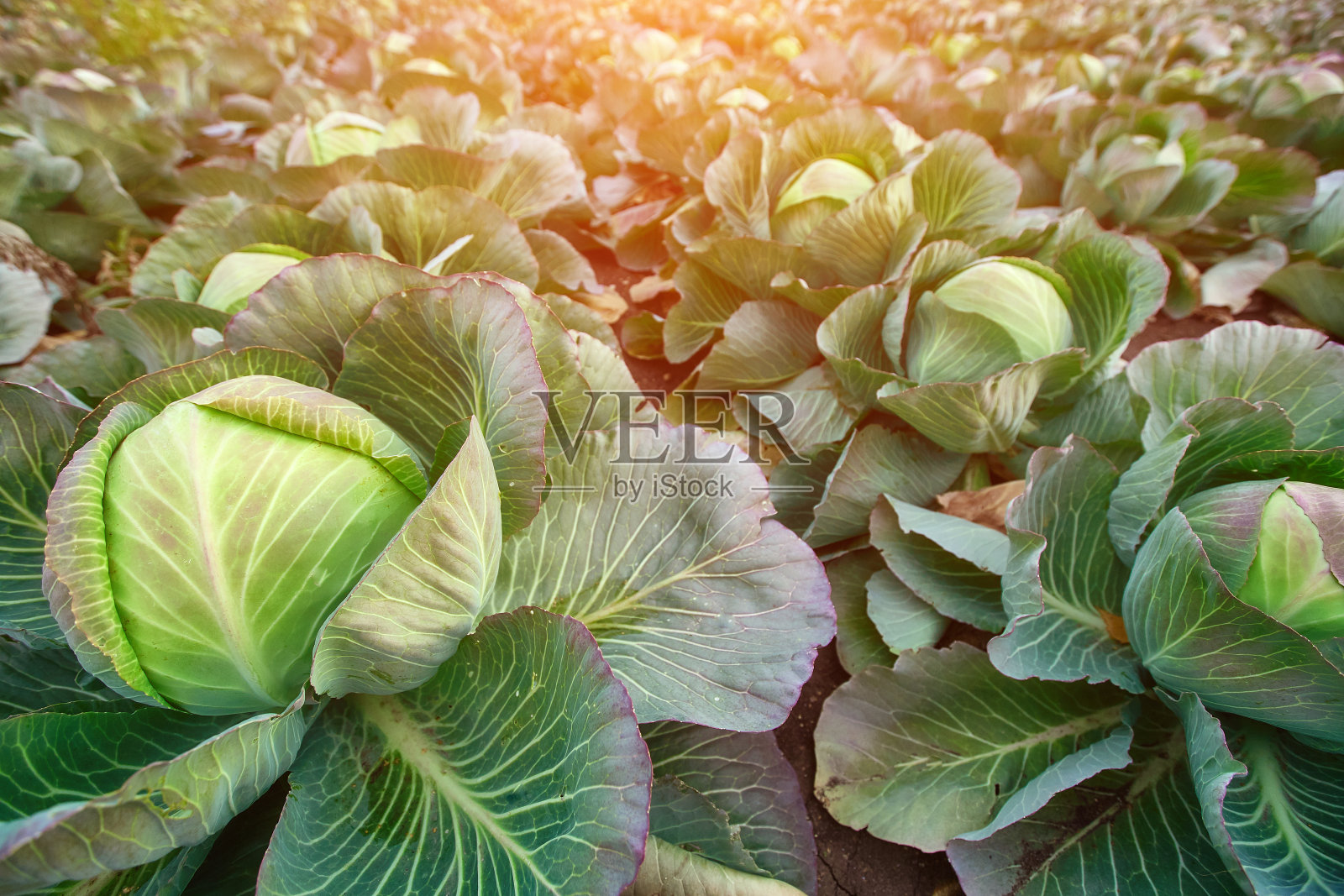 秋天农民田里用来装罐头的晚季卷心菜照片摄影图片