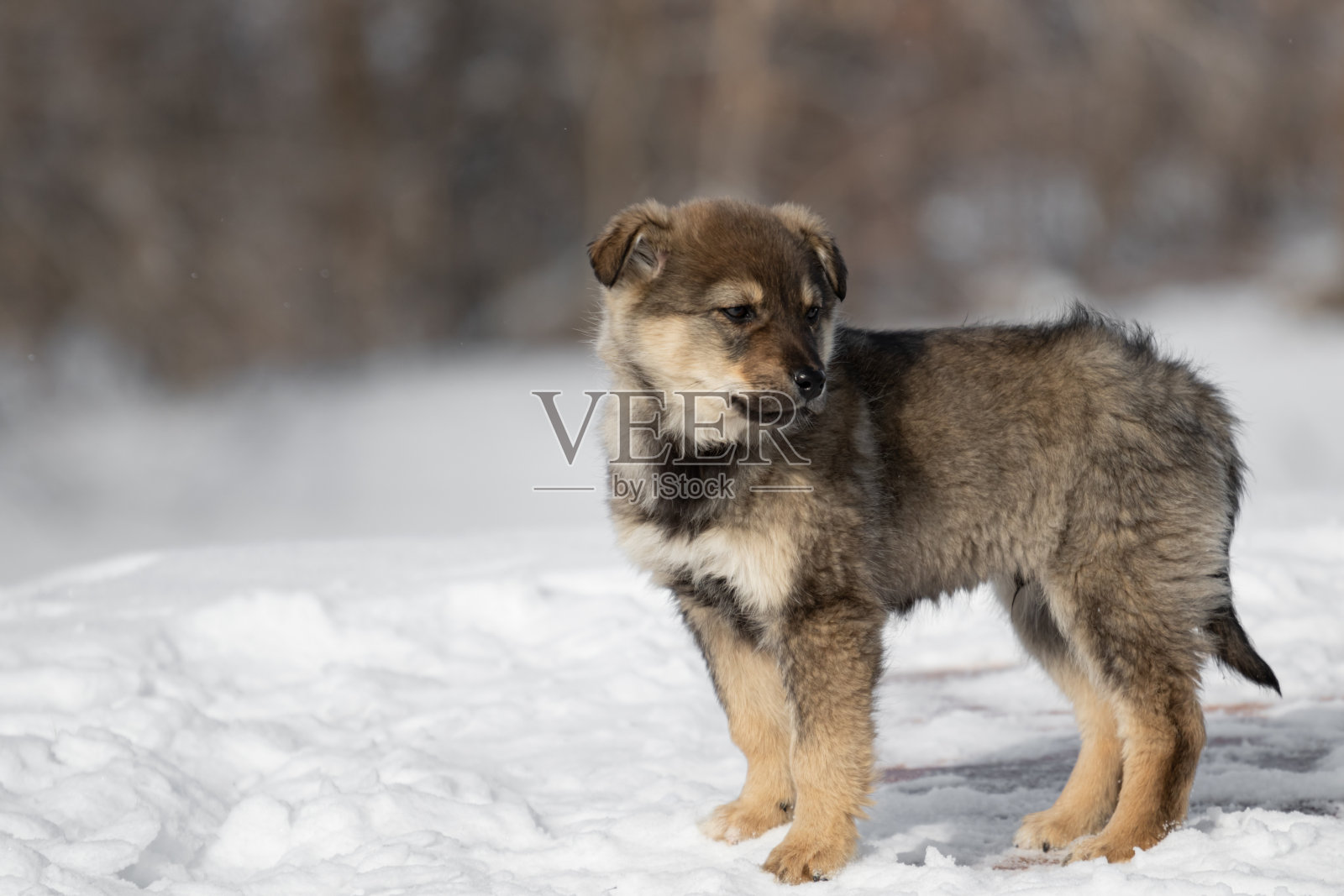 小鹿灰色的非常小的小狗。森林背景上的小狗的肖像。在冬天站在雪地里。照片摄影图片