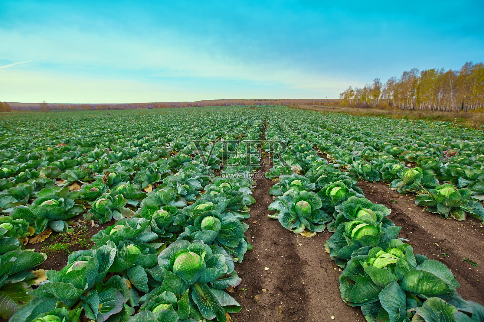 新鲜的绿色叶的成熟卷心菜在蔬菜农场的头。俄罗斯车里雅宾斯克地区照片摄影图片