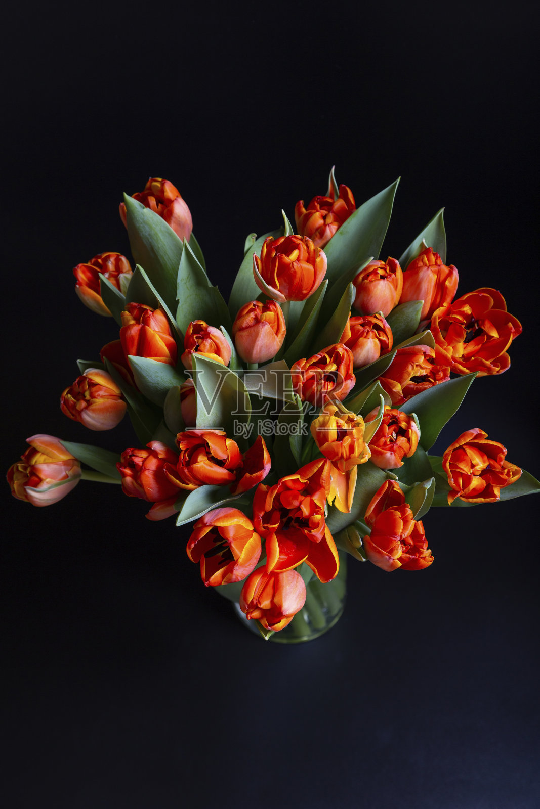 黑色背景上的一束红黄相间的郁金香。照片摄影图片