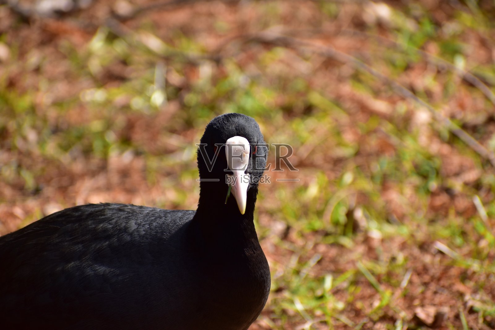 普通白骨顶的肖像照片摄影图片