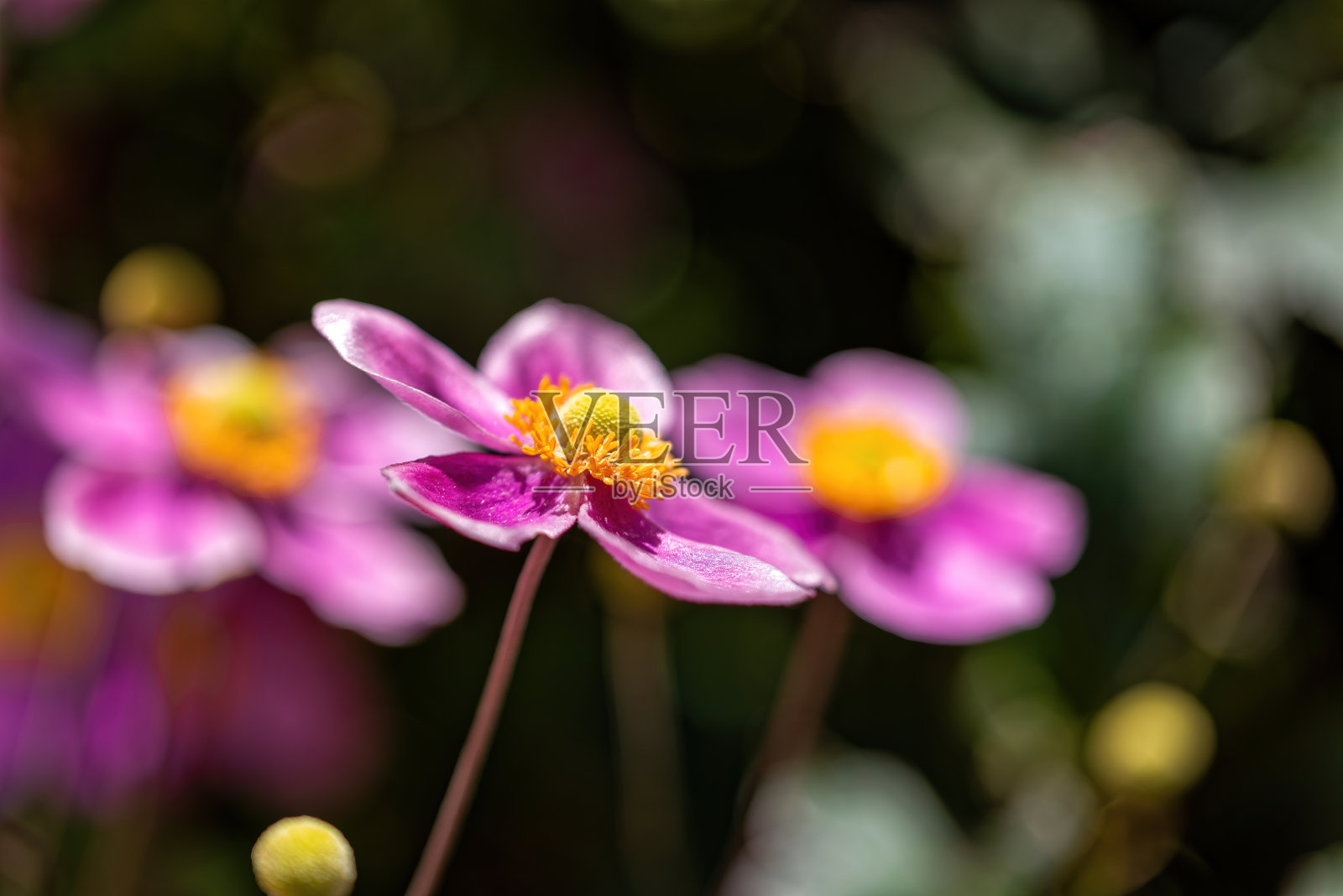 盛开的粉红色银莲花菊花照片摄影图片