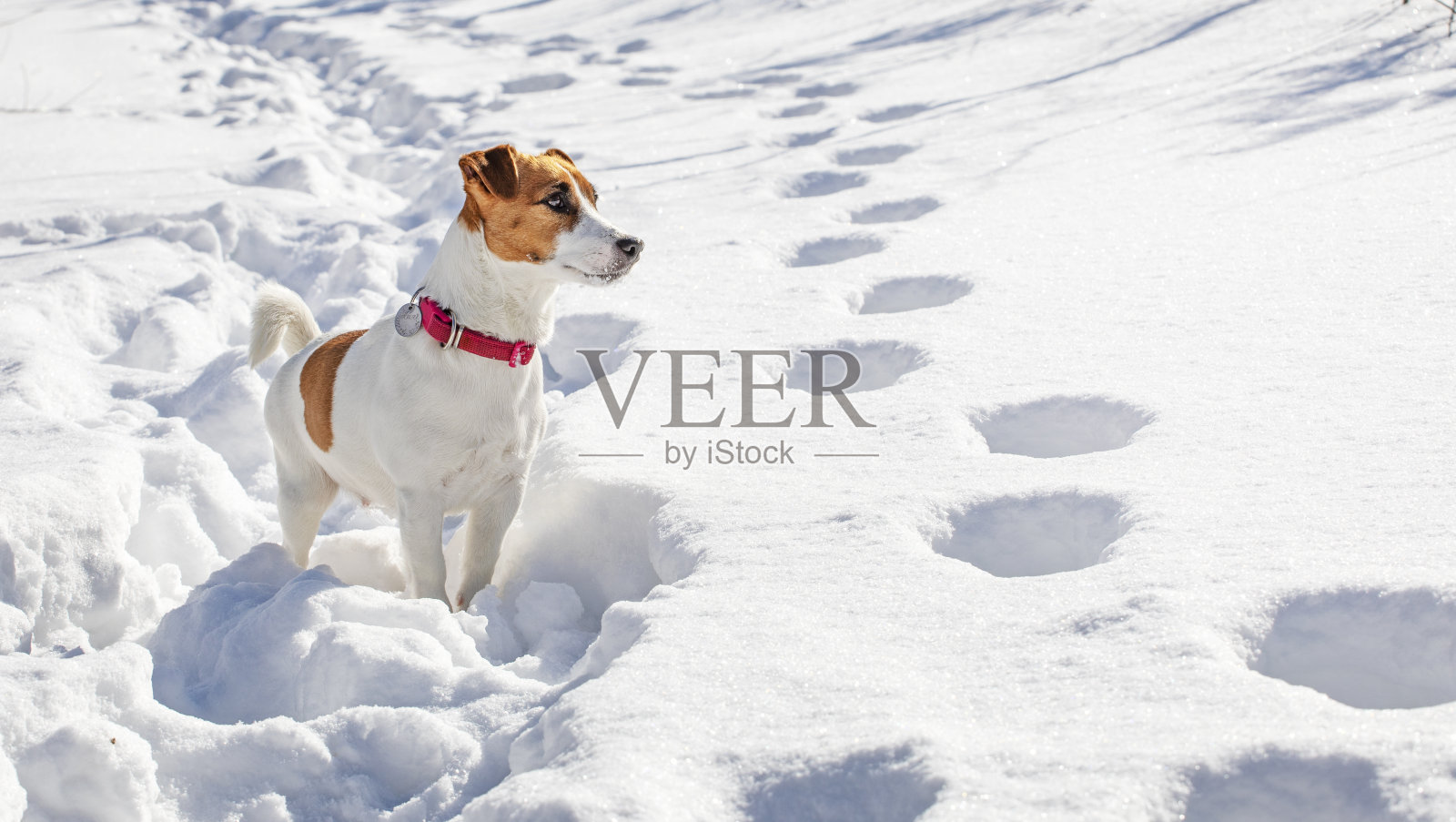 杰克罗素梗在雪地里被冻住了，当他看到森林里的野兽时，它横着，照片摄影图片