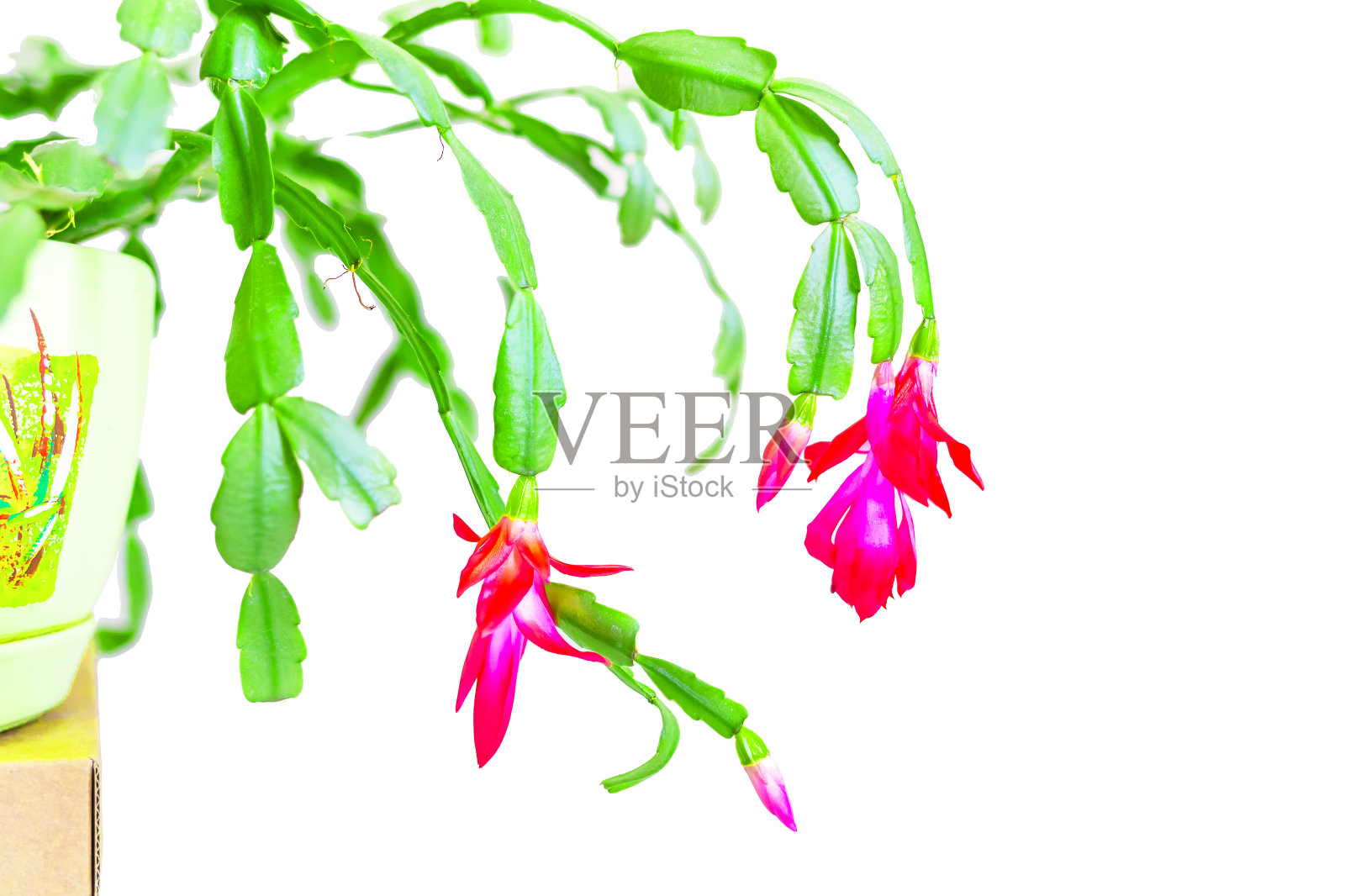 花斯伦贝谢。照片摄影图片