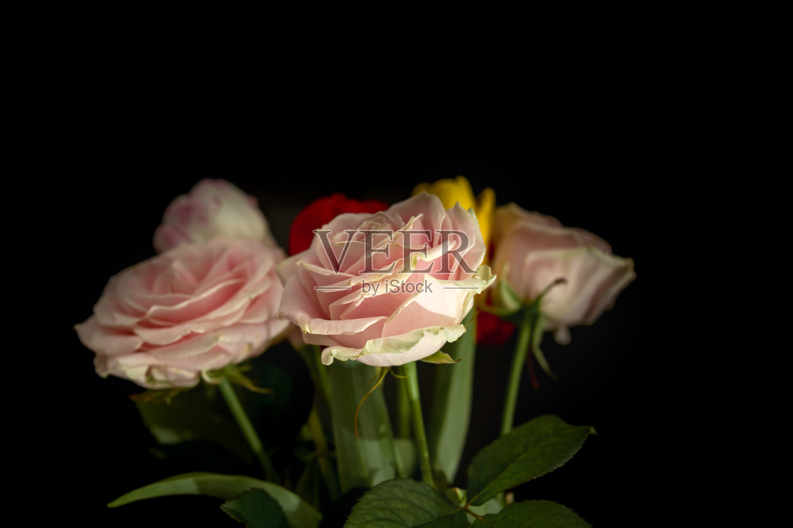 黑暗中的花朵照片摄影图片