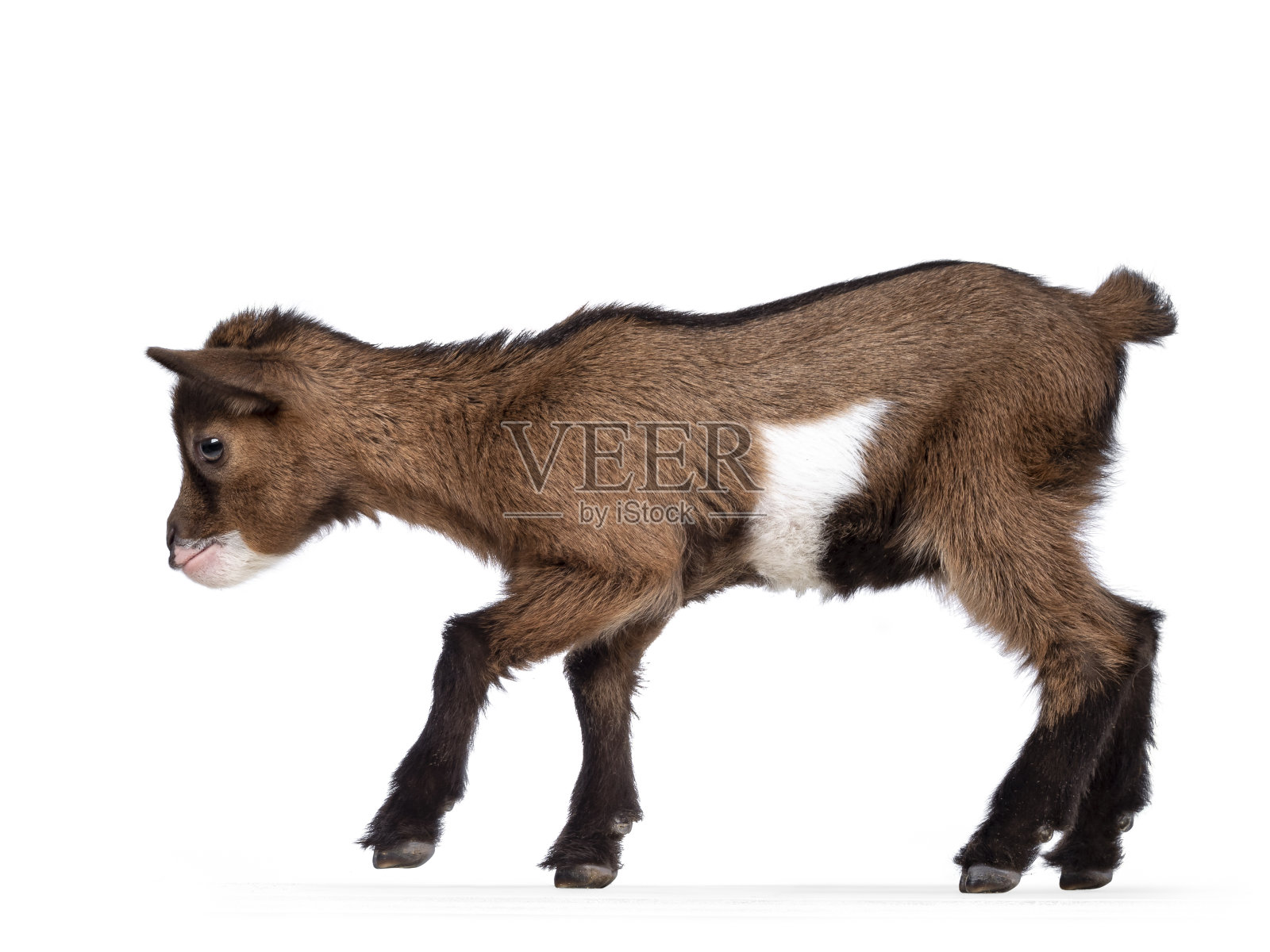 白色背景上的小山羊照片摄影图片