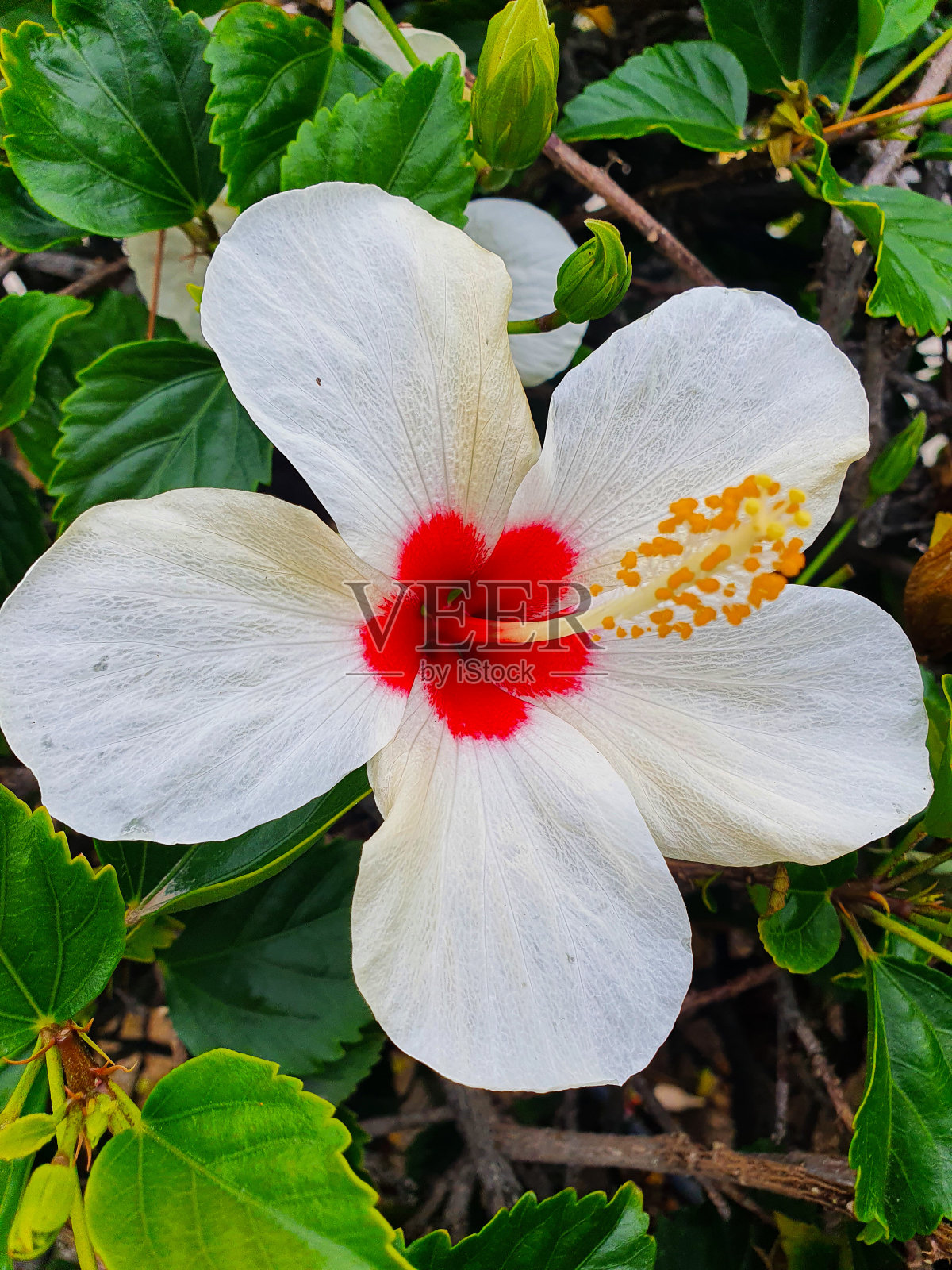美丽的白色花朵。热带花卉照片摄影图片