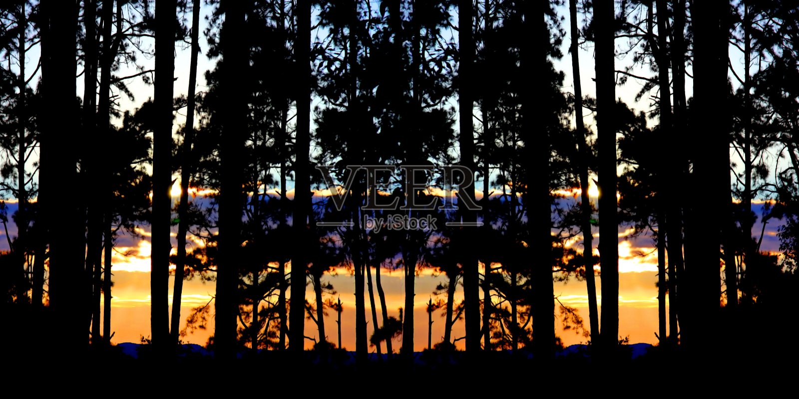 松林背景照片摄影图片