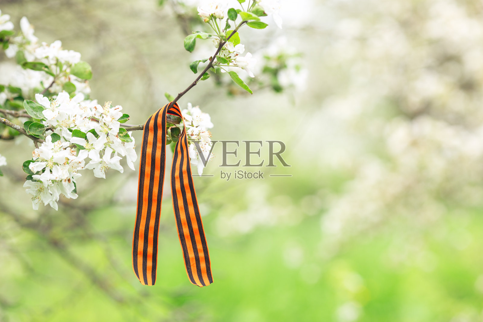 乔治的丝带在开花的苹果树上。1945年的胜利日照片摄影图片