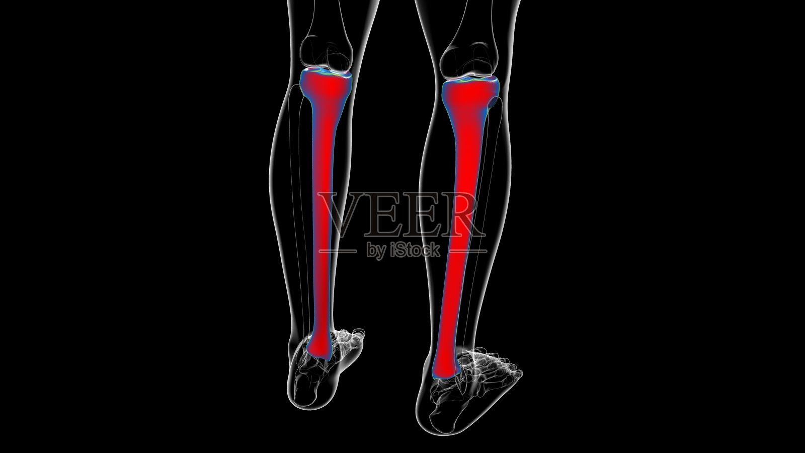 人体骨骼解剖胫骨骨3D渲染照片摄影图片