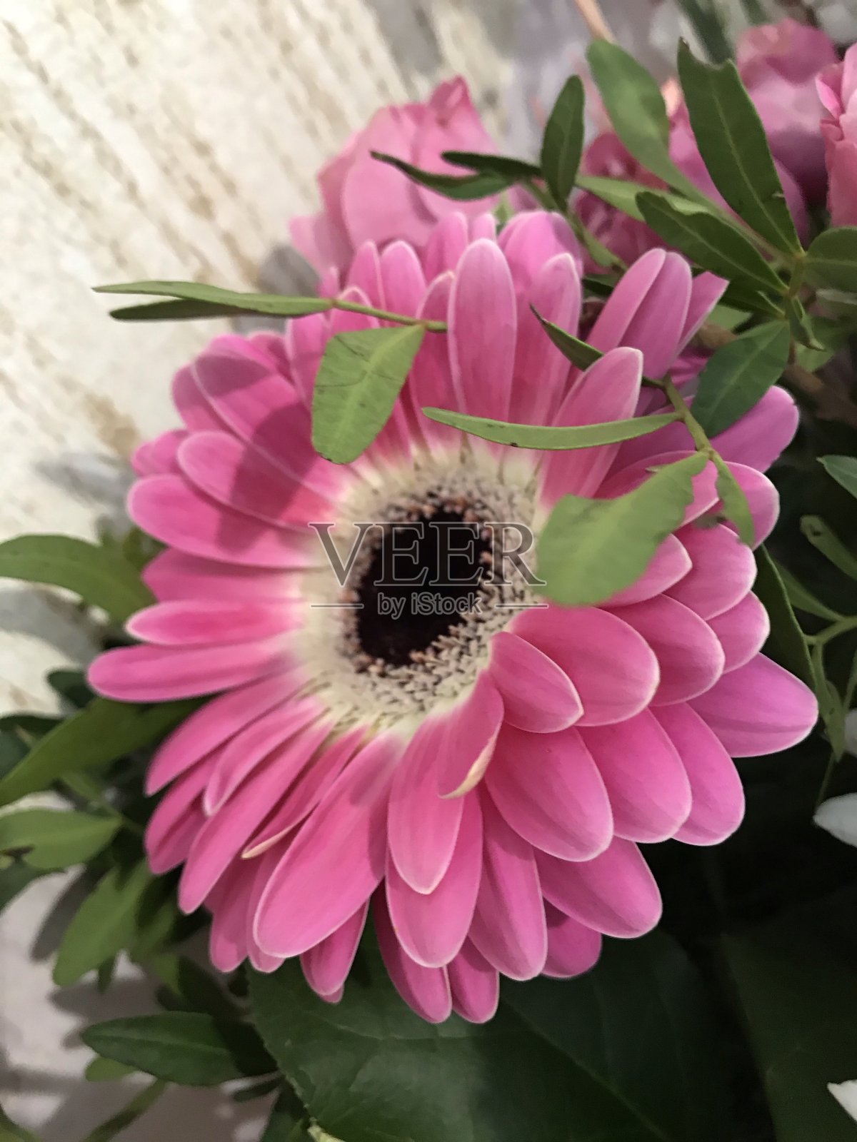 粉红色的非洲菊照片摄影图片