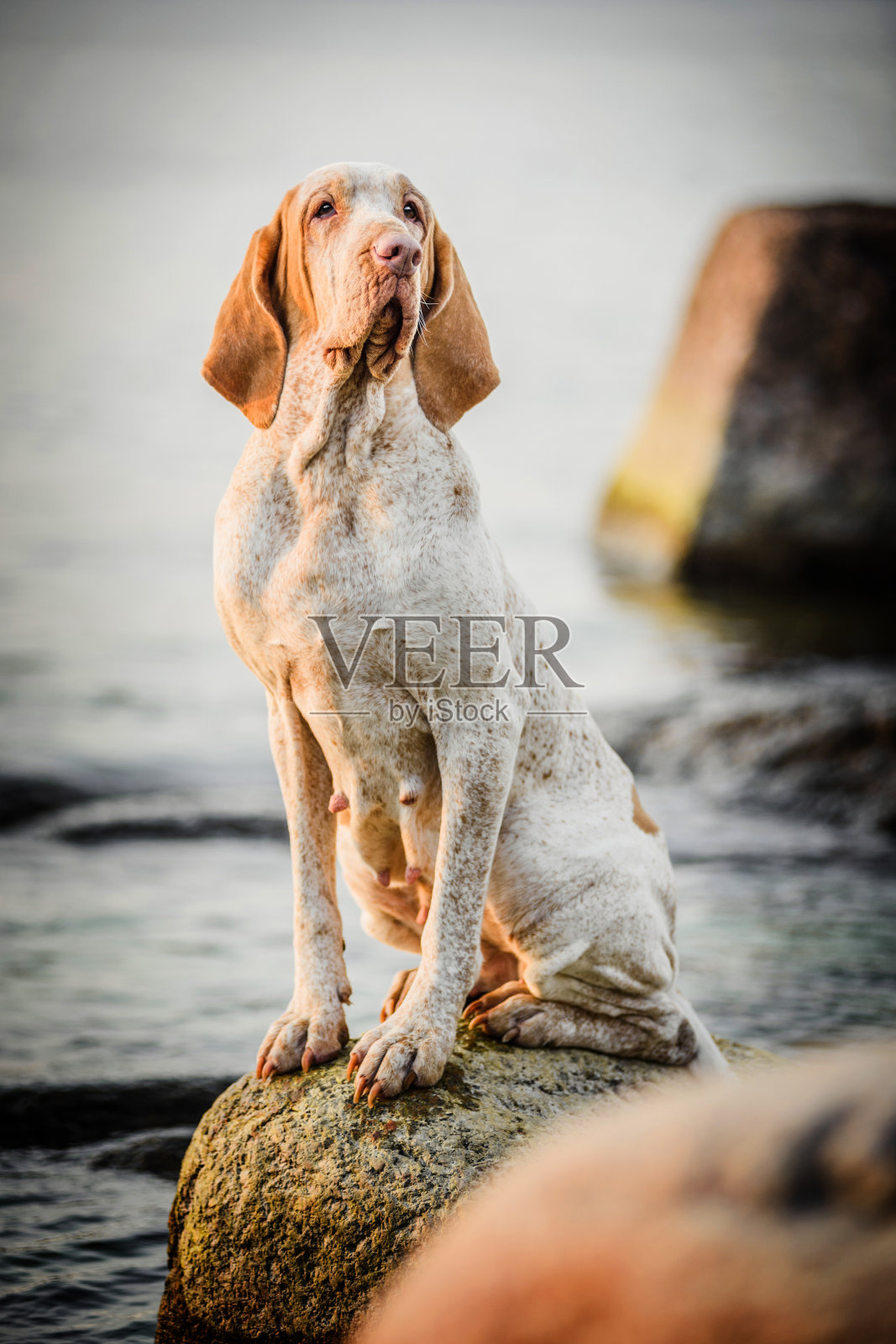 美丽的Bracco Italiano指针在海洋景观的岩石上照片摄影图片