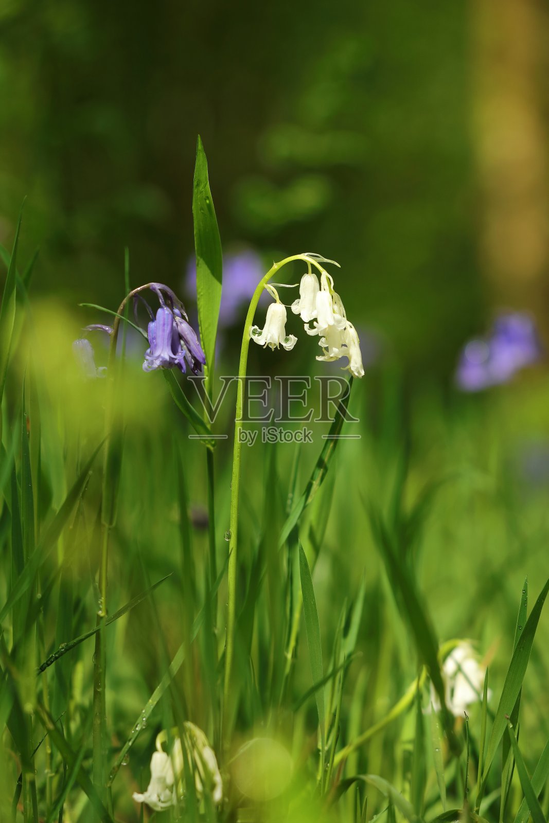 白铃蓝铃照片摄影图片