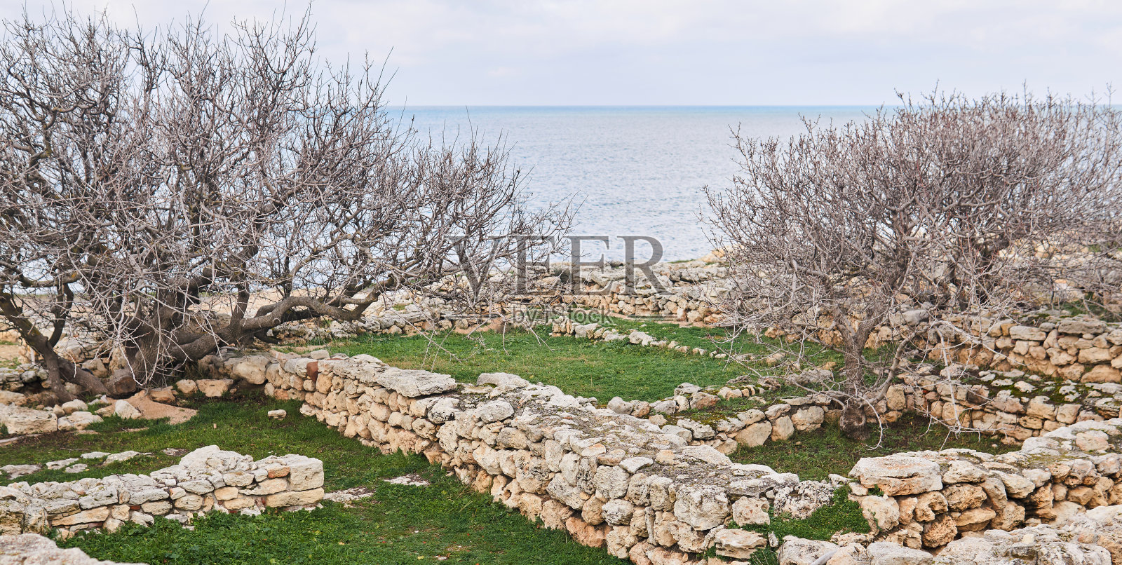这是海岸边的古希腊城市切索内索斯的废墟，上面长满了树木照片摄影图片