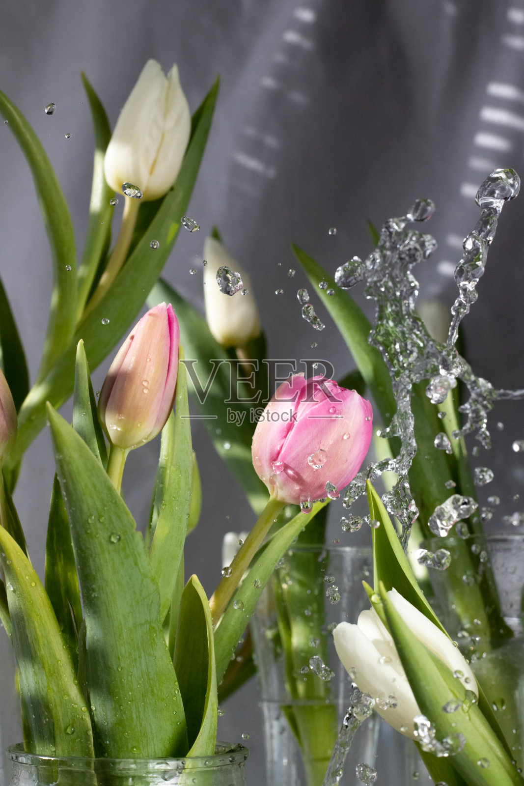 白色背景的玻璃容器中的郁金香从上面浇水。郁金香，水从上面滴下来照片摄影图片