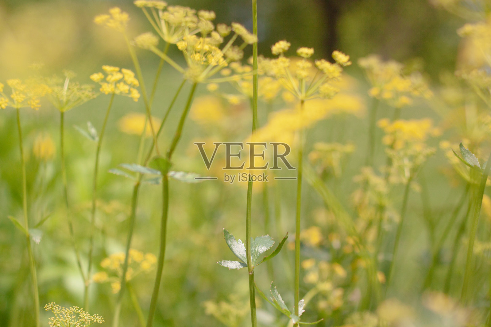 黄色的花照片摄影图片