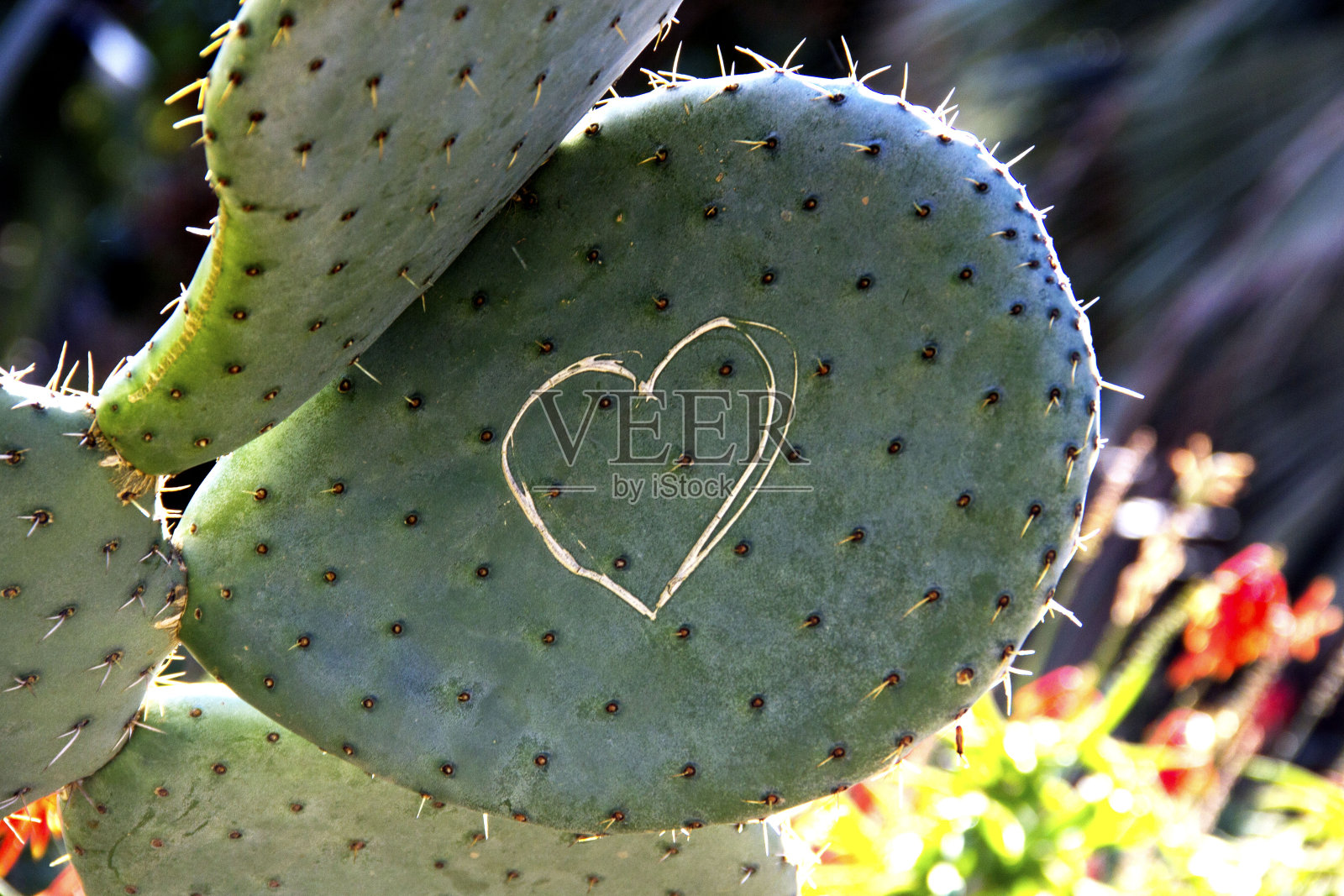 仙人掌爱，有趣的情人节形象照片摄影图片