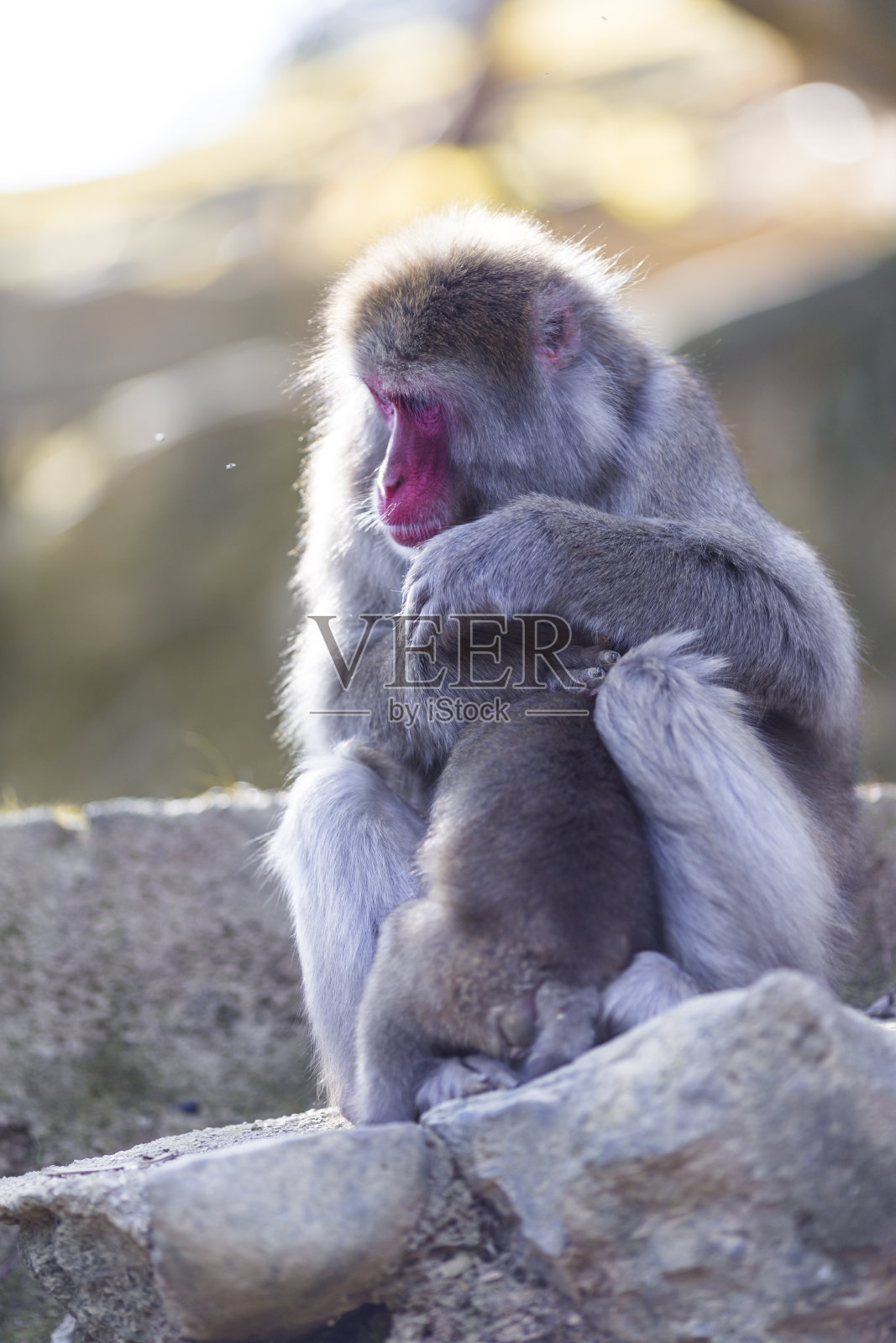 亚洲的目的地。打哈欠的成年日本猕猴照片摄影图片