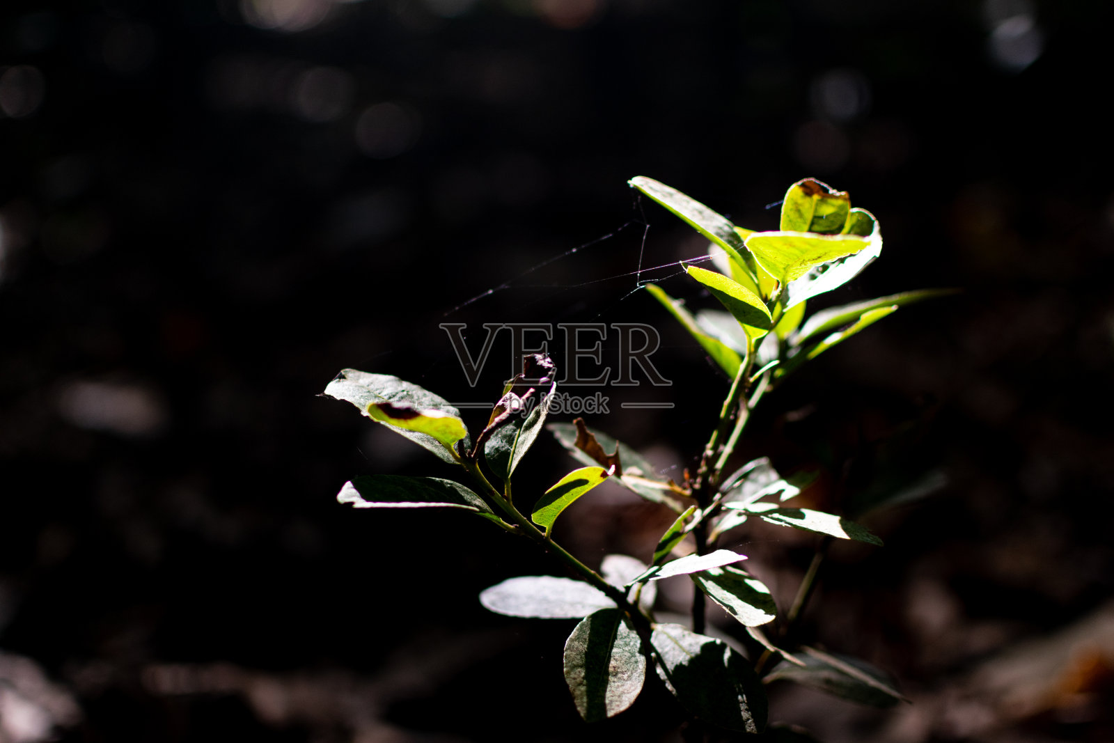 光在树叶上照片摄影图片