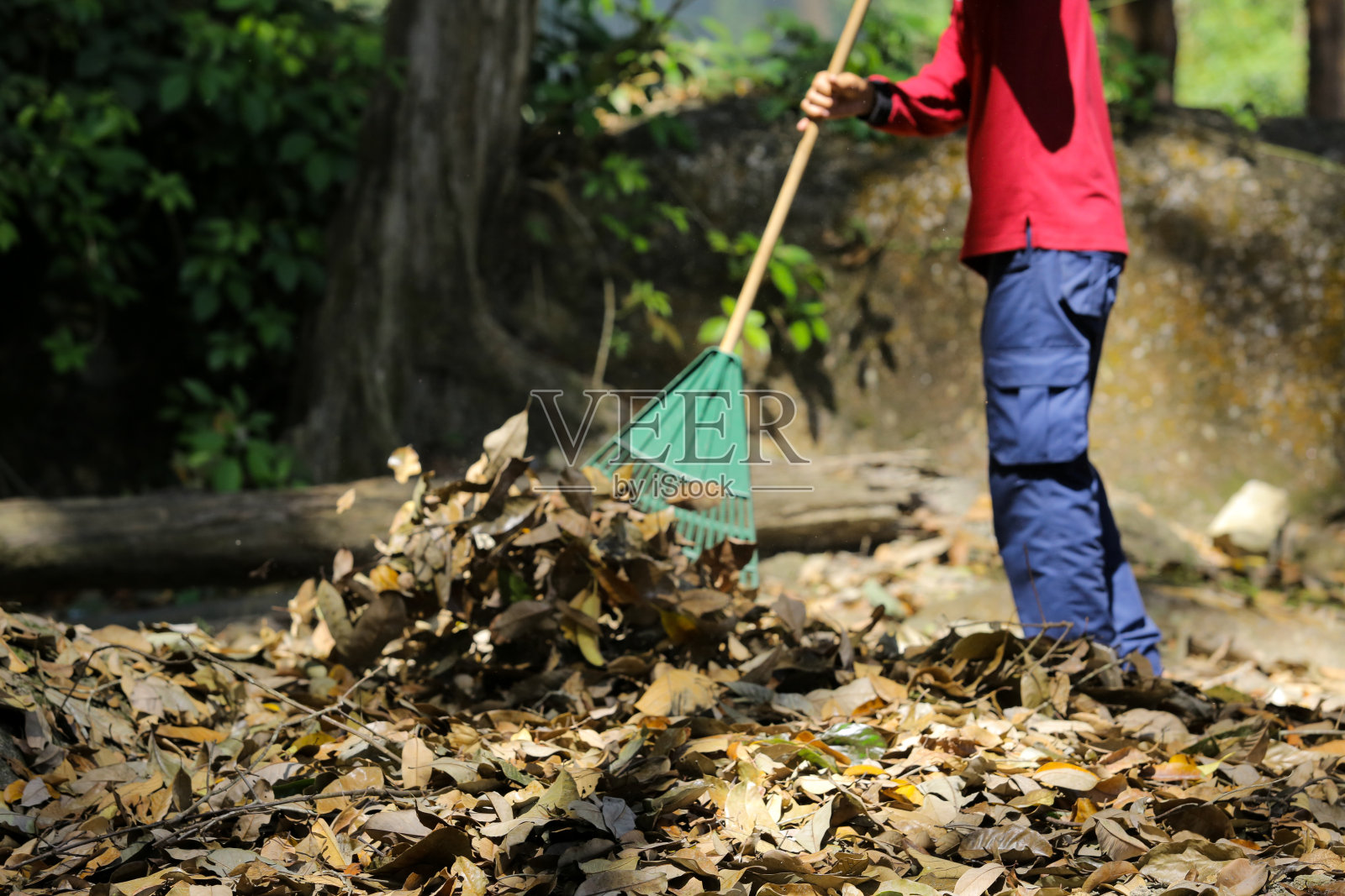 保护区森林-例行清理照片摄影图片