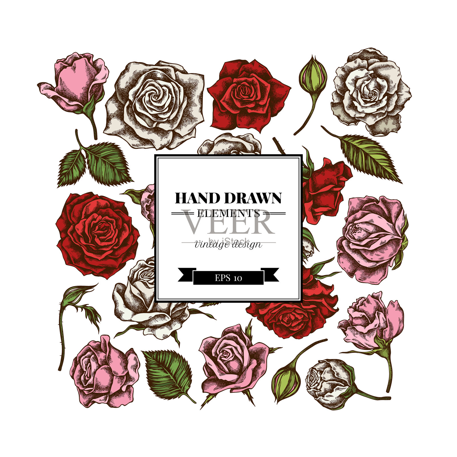 广场花卉设计与彩色玫瑰插画图片素材