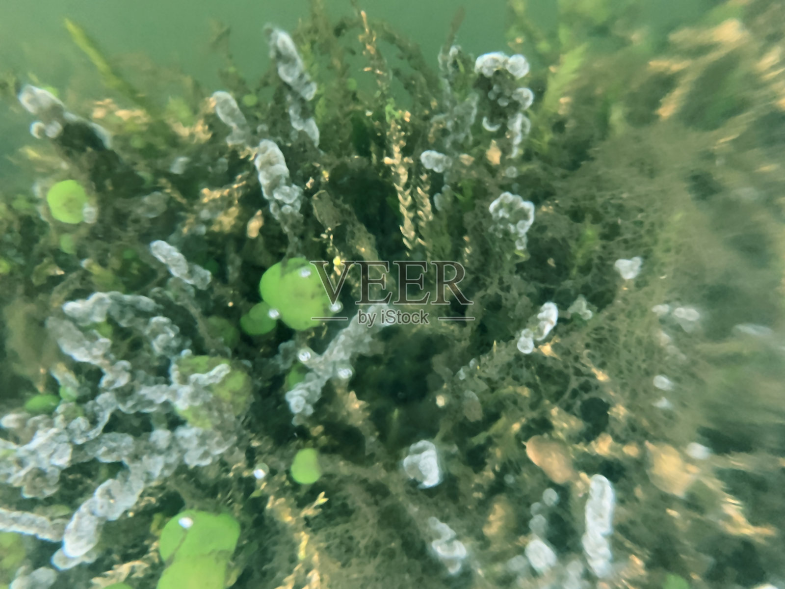 湖底的绿色海藻照片摄影图片