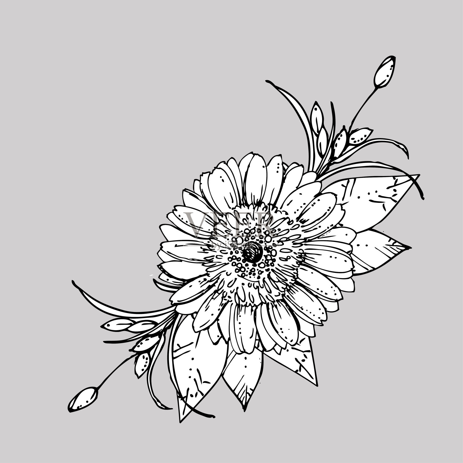 手绘墨水花卉装饰与非洲菊。向量插画图片素材