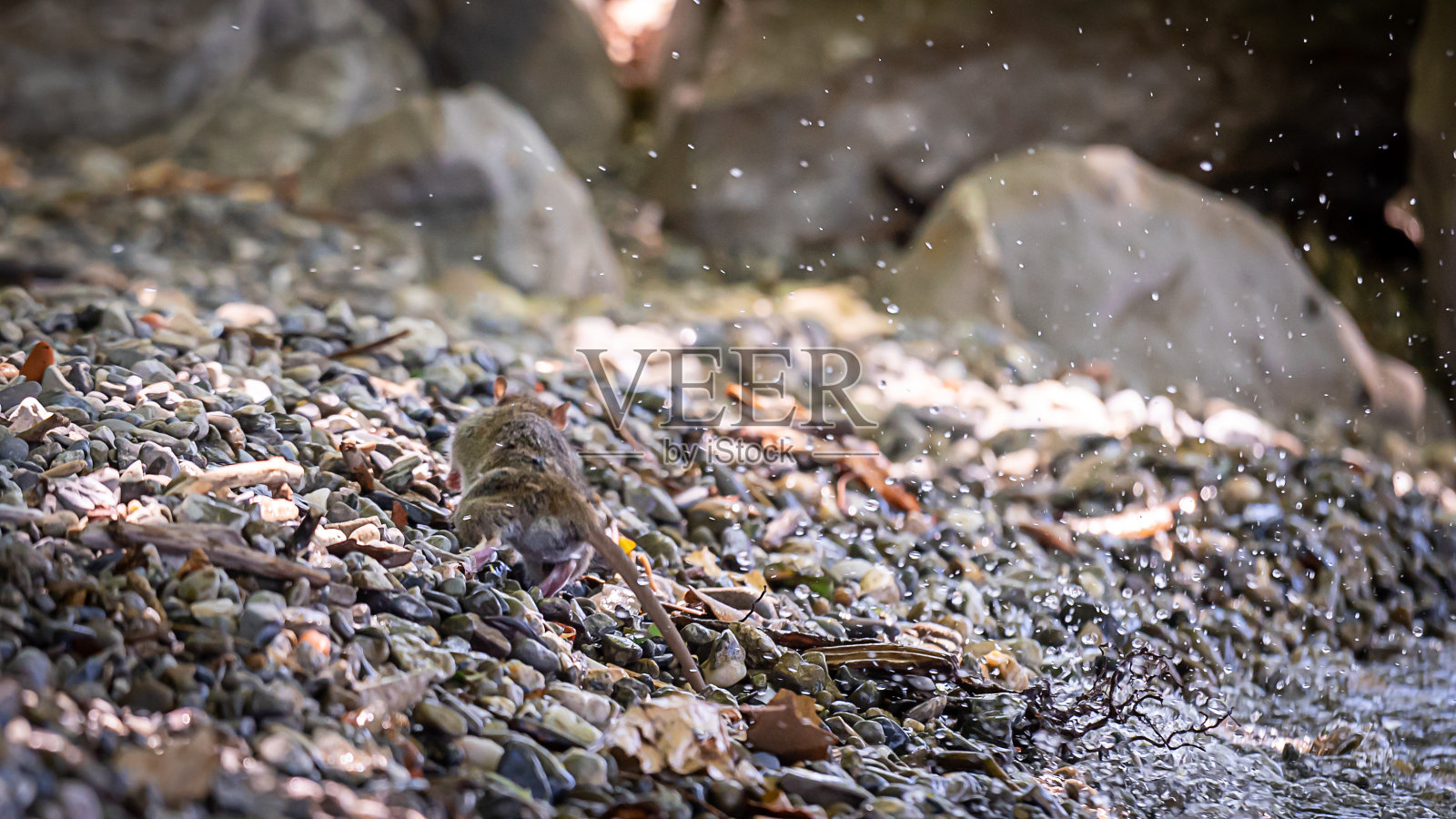 野生鼠。棕色的老鼠。鼠形。Lutry,瑞士。照片摄影图片