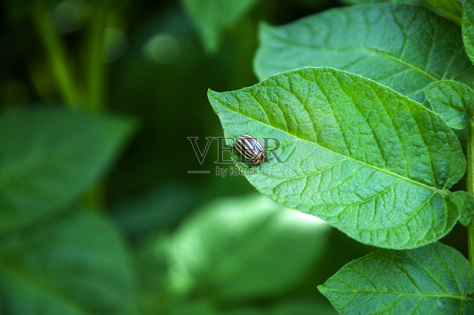 两只科罗拉多马铃薯甲虫。繁殖的科罗拉多甲虫对马铃薯作物构成了威胁。照片摄影图片