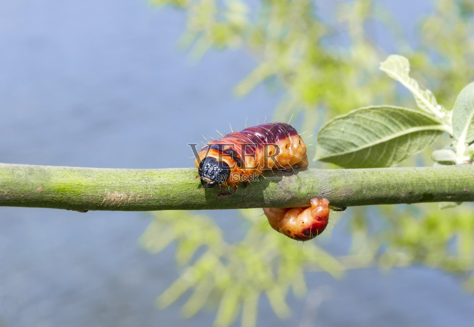 蛾在树枝上行走的选择性焦点照片摄影图片