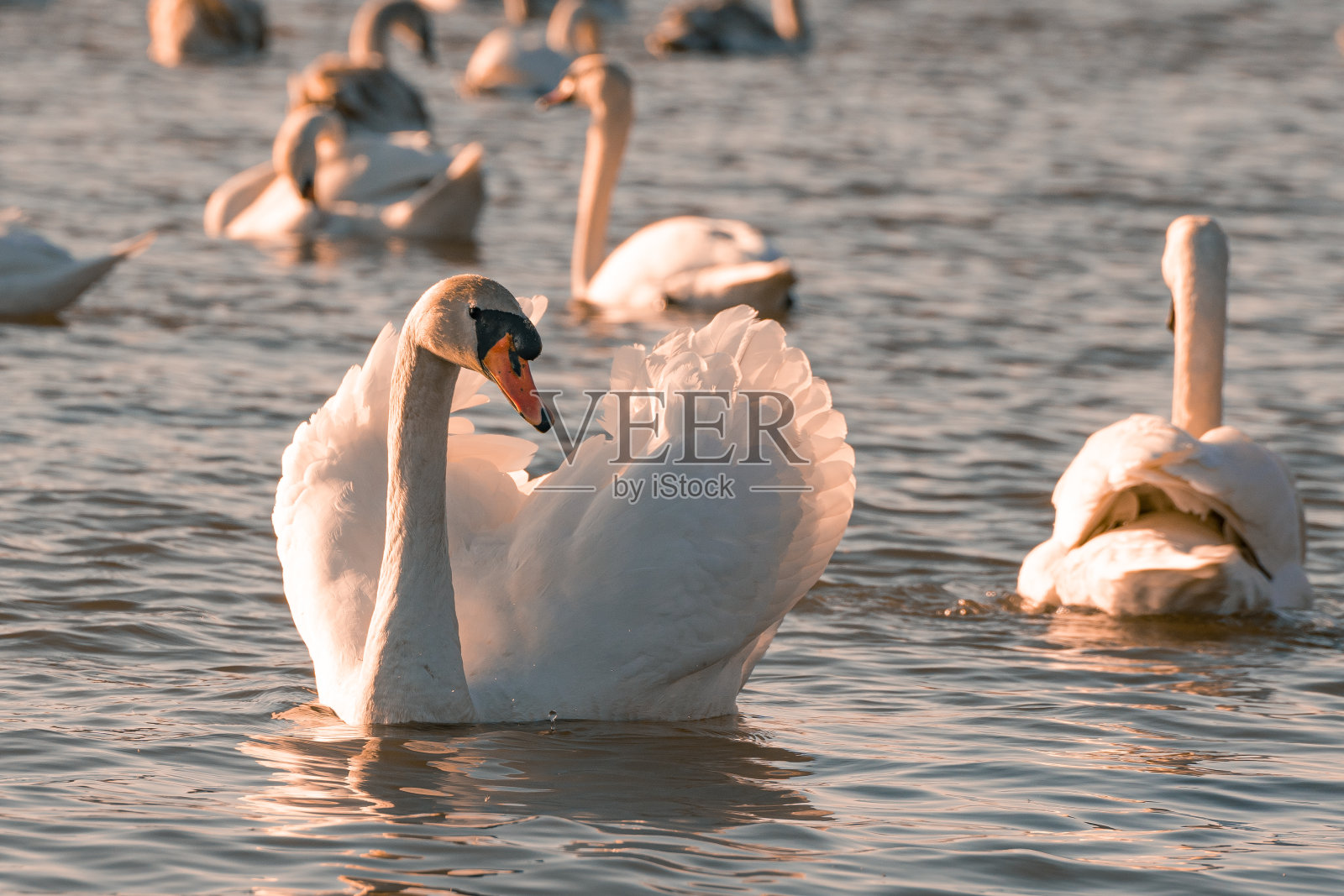 天鹅在水里游泳照片摄影图片