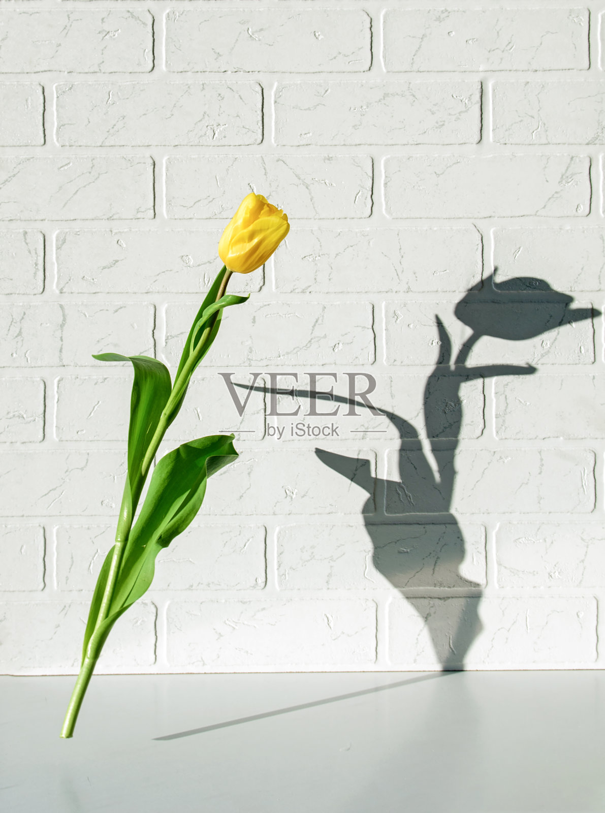 黄色的郁金香在白色的砖块背景和背后的阴影上飞舞照片摄影图片