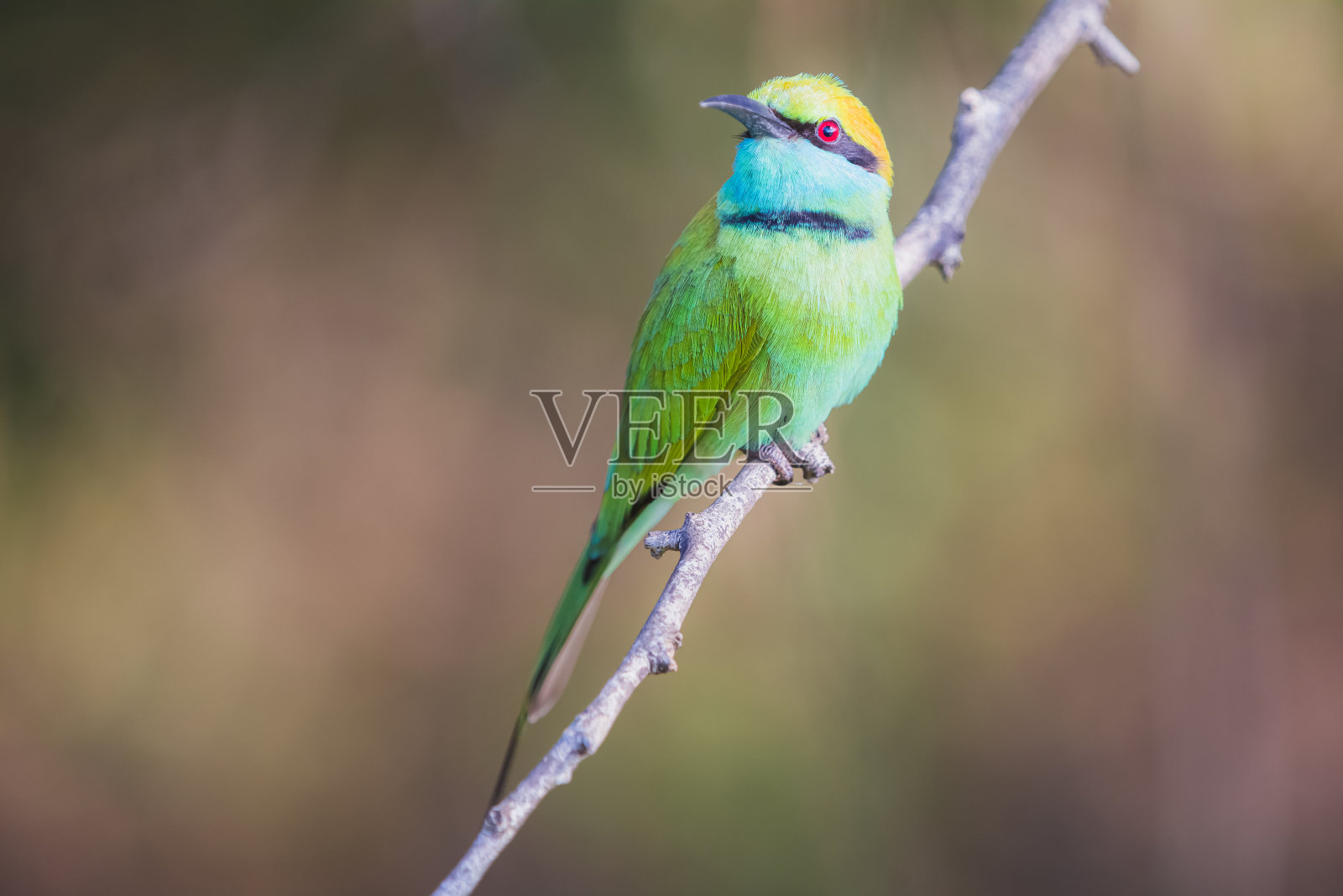 绿色食蜂鸟，斯里兰卡照片摄影图片