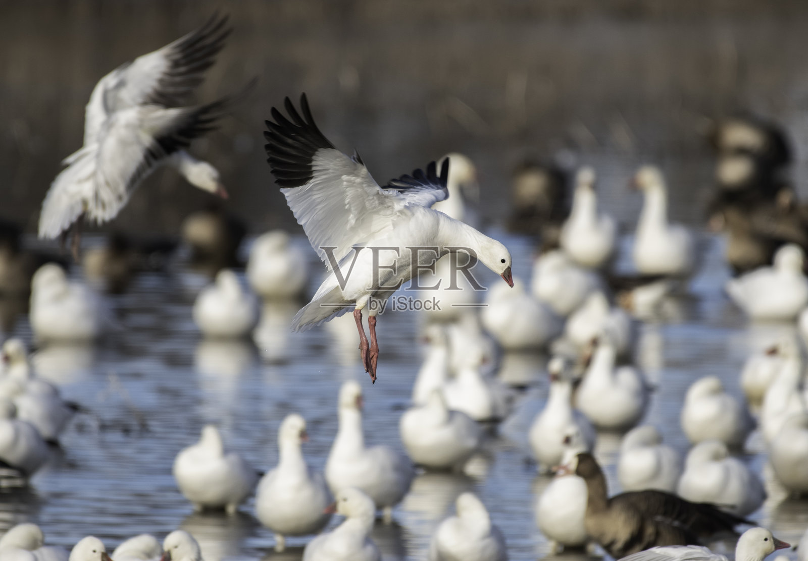 加入鹅的朋友照片摄影图片