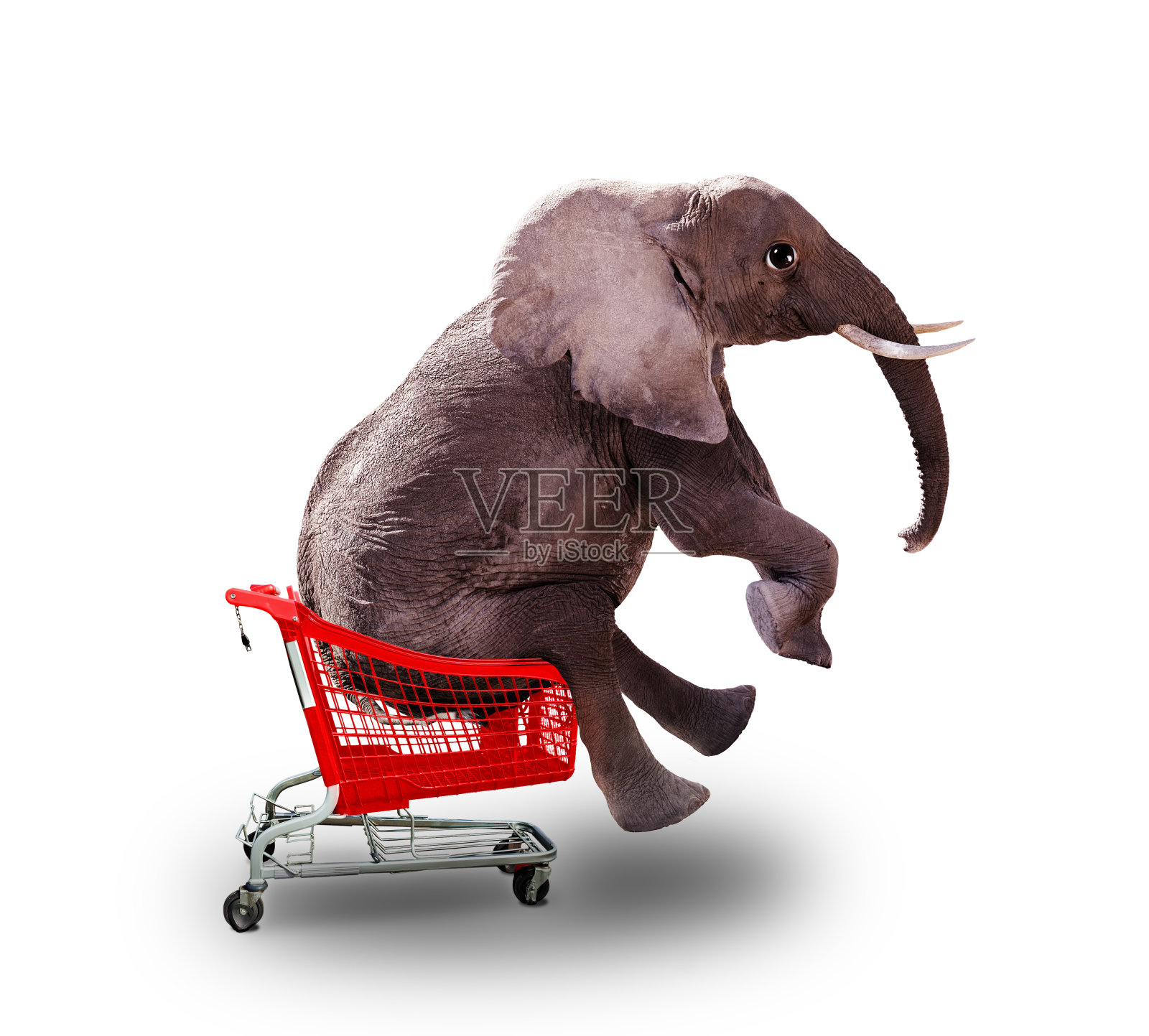 非洲大象乘坐购物车照片摄影图片